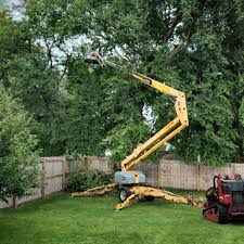 Trusted Apex, NC Tree Removal and Landscaping Services Experts